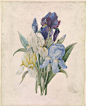 18世纪法国画家Pierre Joseph Redouté笔下的繁花。同时也是一位植物学家的Redouté，以善于描绘玫瑰、百合及石竹类花卉闻名于世，常被誉为“花之拉斐尔”，并被后人称为世上最伟大的植物学画家。