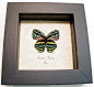 Butterfly Framed Real Rare Thestius Pholeus Blue Green Rainbow Hairstreak 8184 | Real Butterfly Gifts Framed Butterflies and Insect Displays