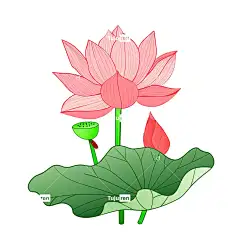 荷叶荷花插画手绘唯美元素