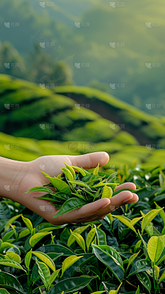 用户YQd2xdy2采集到茶