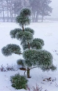 冬天,盆景,有包装的,特写,垂直画幅,日本松,纺织品,林区,雪,瓷器