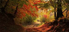秋季,树林,道路,落叶,马,拉货,风景壁纸-桌面背景图片-高清壁纸下载-彼岸桌面