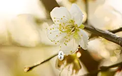 立春24节气高清桌面壁纸