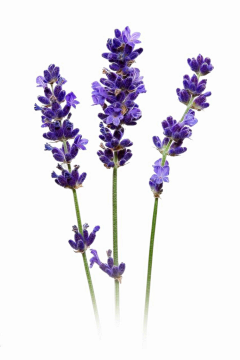 哎呀嗨呀采集到花 手绘花