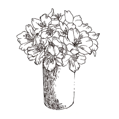 樱花2_PNG线稿素描手绘植物花水仙菊化妆品包装海报平面AI矢量设计素材