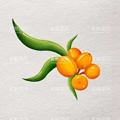 原创手绘沙棘  - 源文件下载【酷图网】手绘沙棘,卡通沙棘,沙棘,沙棘果,沙棘手绘,沙棘画,沙棘插画,原画沙棘,沙棘设计,手绘素材,手绘水果素材,沙棘素材,水果世界,水果,水果素材,分层素材,设计,PSD分层素材