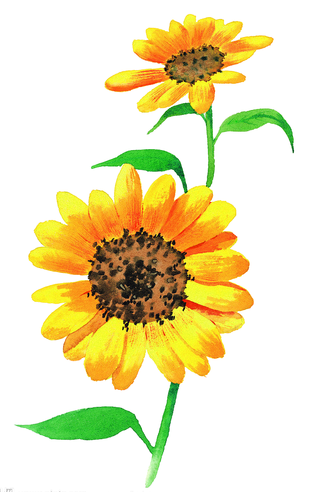 05flowersByMixiuery....
