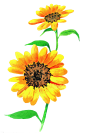 05flowersByMixiuerypng 设计合作Q:782978398