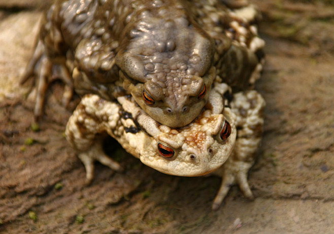 原创蟾蜍背上的蟾蜍