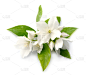 仅一朵花,茉莉,白色,自然,茶树,水平画幅,无人,夏天,特写,茶