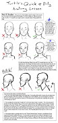 Q+D Anatomy Lessons- Neck and Shoulders