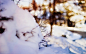 blurred bokeh branches snow winter wallpaper (#2829948) / Wallbase.cc