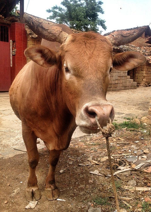 温柔的大鼻牛牛嘟嘟小毛球