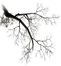枯树树木枝树干枯枝PNG透明背景免抠图案 PS设计合成素材 (4)