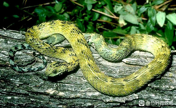 【Atheris hispida】 （LAURENT,1955） 【基伍树蝰】