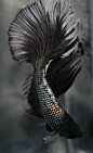 Black fish tail / fish scale textures - natural pattern source for elegant fish-inspired design: 