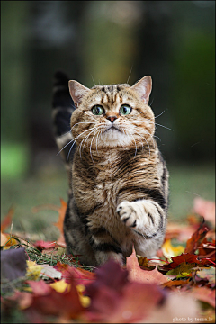 青云慕鸟飞采集到猫猫