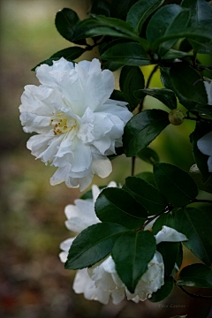 疯九采集到山茶