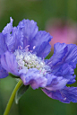 scabiosa caucasica
