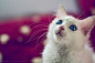 Photograph A beautiful Cat  by Ibrahim  Alnassar  