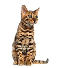 Naomi1-采集到猫