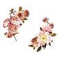 水彩牡丹花