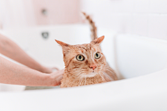 Rainwow采集到猫咪