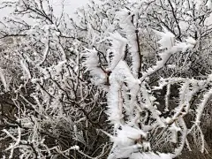 2月创记录的寒潮/因气温骤降而结冰的路边草霜在树上。