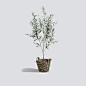 vol. 4 Interior Plants : 21 High Quality models in Vray, Corna and FStorm format.