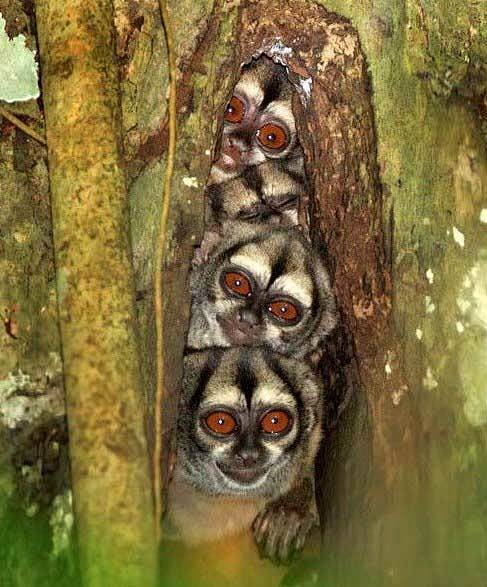 亚马逊的热带雨林里，四只夜猴挤在一个中空...