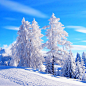 圣诞节首图背景图_新图网 https://ixintu.com 圣诞节 冰雪 冰花 冰树 主图 摄影 风景