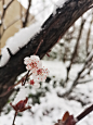 梨花 梅花 雪景 春雪