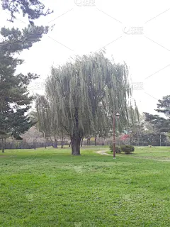 公园,垂直画幅,柳树,宁静,环境保护,绿色,无人,草,垂柳,舒服