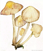 小蘑菇