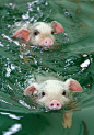 swimming piggies