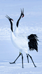 每年12起、北海道开始进入漫长的冬季，长达4个月的雪景、真是叫人兴奋又期待。在这期间、世界各地的鸟类摄影人会前往这里拍鸟，北海道釧路鹤见台的丹顶鹤、成为当地最受欢迎的拍摄对象。——北海道#日本