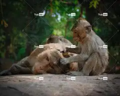 动物 亚洲 婴儿 背景 美丽 柬埔寨 可爱的 眼睛 Mac壁纸