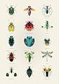 adobe illustrator animals beetle Bestiary bug ILLUSTRATION  insect Insects vector vector art