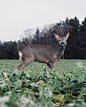 brown deer on green grass field during daytime