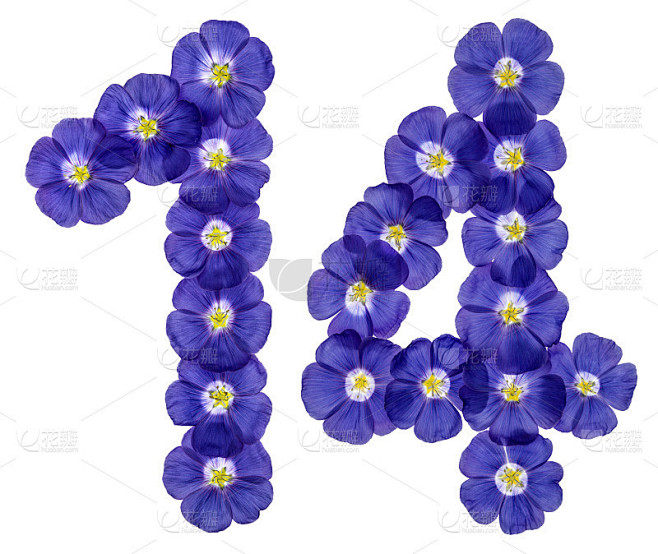 阿拉伯数字14,14，取自亚麻的蓝色花朵，孤立在白色背景上