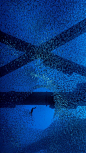 一只勃兰特鸬鹚在洛杉矶海岸石油钻塔下的一群太平洋鲭鱼中觅食，加利福尼亚 (© Alex Mustard/Minden Pictures)

2020-01-17

 1599