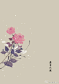 #365天生日花# 2月25日 麝香玫瑰 (Must Rose) 
花语 ：善变 
 