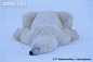 Polar bear asleep in snow