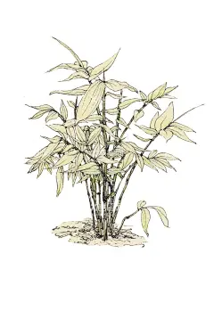 竹子  - 源文件下载【酷图网】绿色,植物,手绘,彩铅,水墨,中国风,竹子