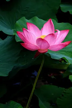 客里凄凉，桐花满地，杜宇深山。幸自君来，谁教春去，剪剪轻寒。 愁怀无语相看。谩写人、徽弦自弹。小院黄昏，前村风雨，莫倚阑干