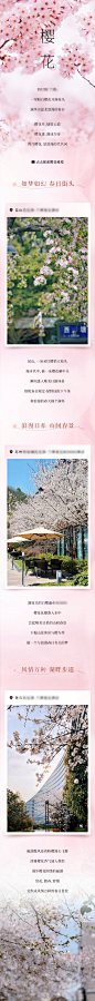 酒店民宿旅行春天樱花粉色长图文推文-志设网-zs9.com