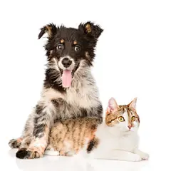 点击来源直接获取大图文件 |dog hugging cat. isolated on white background