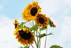 common sunflower,向日葵,花朵,贺卡,水平画幅,无人,符号,夏天,仅一朵花,非凡的