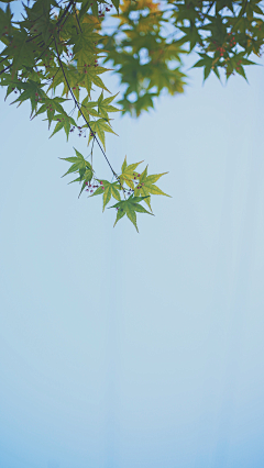 岁岁平安-采集到壁纸