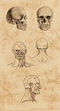 Head and Neck Study by Ametystical on deviantART